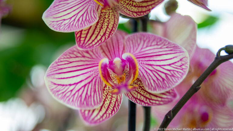 Pink-and-white orchid with vivid magenta veins and a patterned center, with additional blossoms softly behind it.