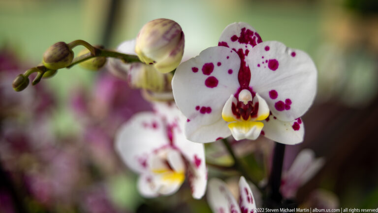 White orchid with burgundy spotting beside unopened buds and a second flower blurred in the background.