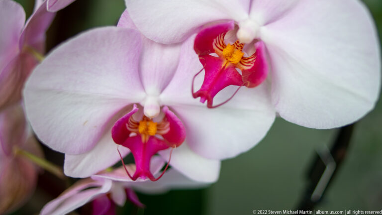 Two pale pink orchid blossoms with bright magenta and yellow-orange centers against a soft background.
