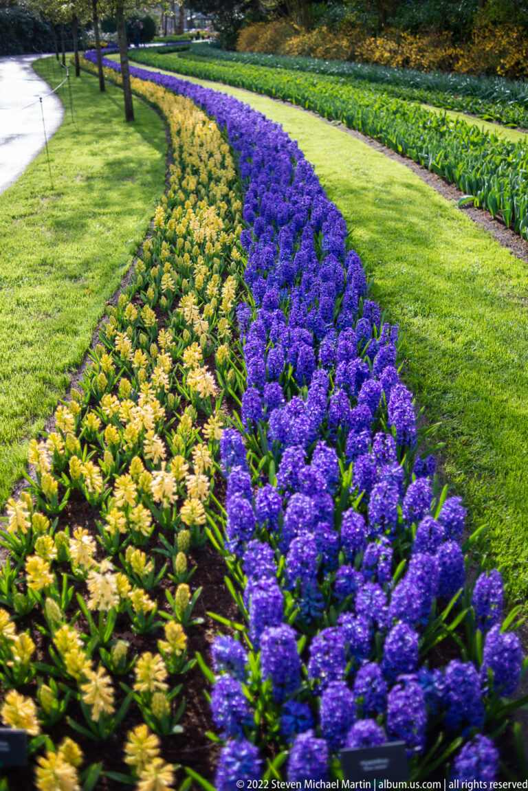 Curving bands of blue-purple and pale hyacinths set into bright green lawn at Keukenhof.