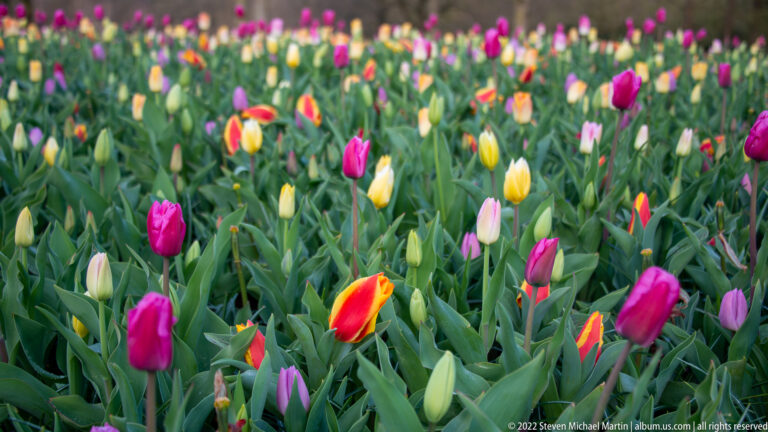 Dense bed of red, magenta, yellow, cream, and orange tulips surrounded by green leaves.