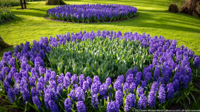 Purple hyacinths form a circular border around upright tulip foliage in a manicured Keukenhof lawn.
