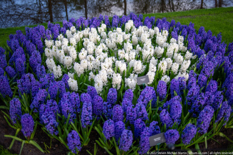 Round bed of white hyacinths surrounded by a wide ring of purple hyacinths, with small plant labels.