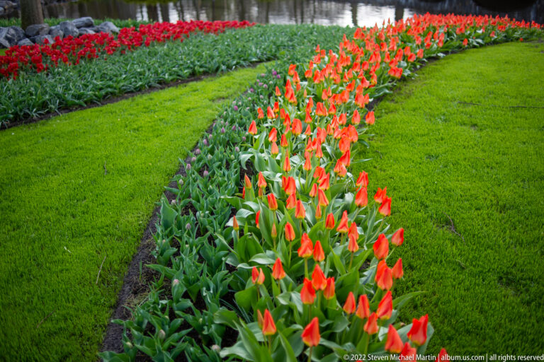 Curving ribbon of red-orange tulips through green lawn beside a reflective watercourse at Keukenhof.