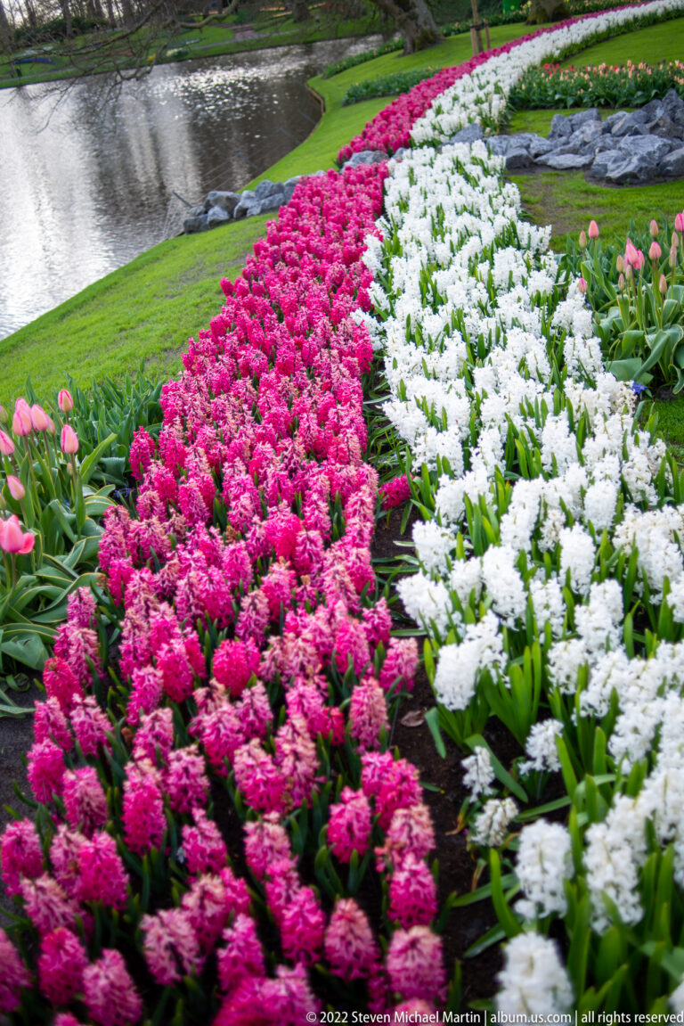 Parallel pink and white hyacinth beds curve along a sloping lawn beside water at Keukenhof.