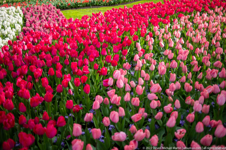 Dense bed of red and pale pink tulips packed closely together at Keukenhof.