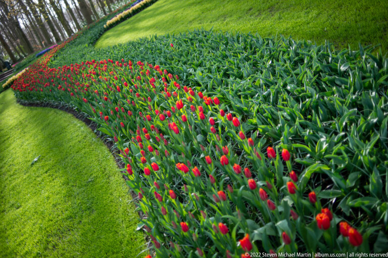 Curving bed of red tulips beside bright lawn and a broad area of still-green bulb foliage.