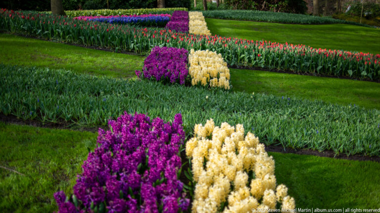 Purple and cream hyacinth blocks repeated across a lawn, surrounded by green bulb foliage.