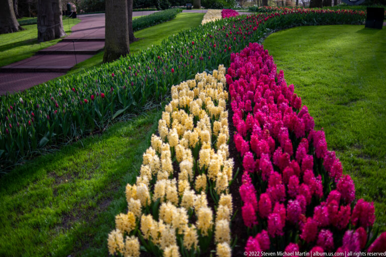 Parallel cream and deep magenta hyacinth rows extend through lawn with red tulips in the background.