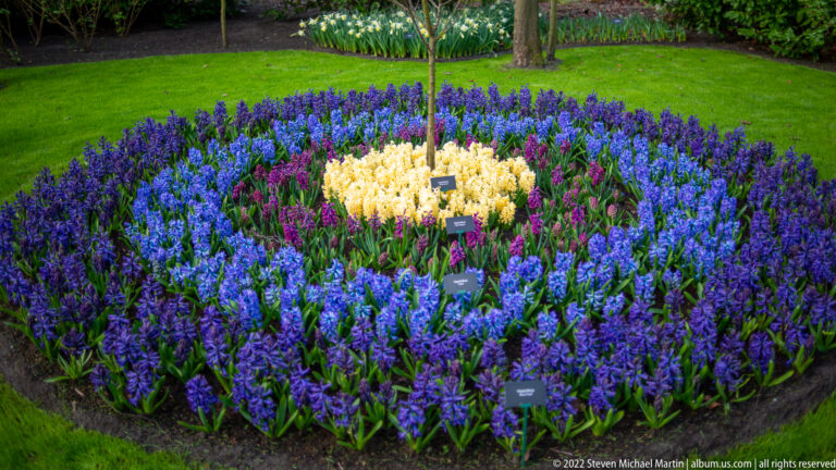Circular bed with blue-purple hyacinths around a pale cream center, plant labels, and a young tree.