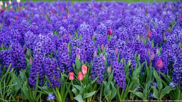Purple hyacinths filling a flower bed with scattered pink and red tulips rising between them.