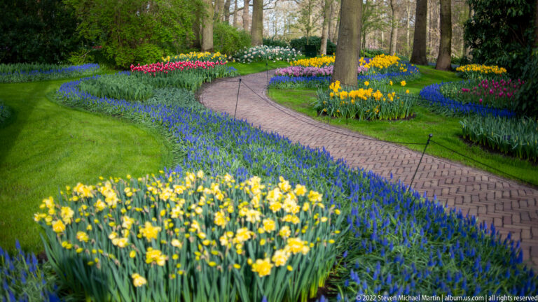 Curving brick path through woodland beds of blue spring flowers and yellow daffodils at Keukenhof.