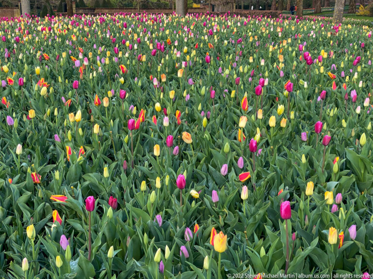 Large mixed tulip bed with red, pink, yellow, orange, and pale blooms scattered among green leaves.