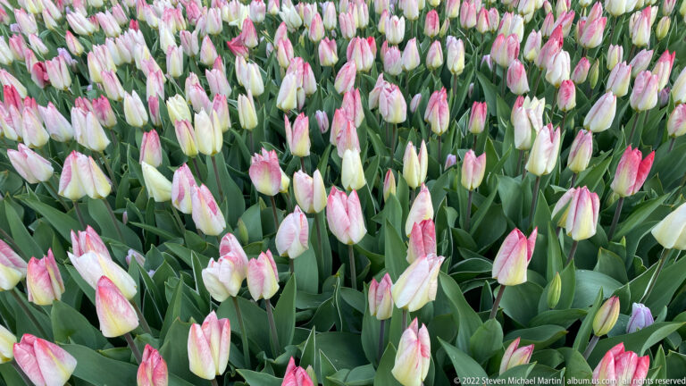 Dense bed of white tulips with soft pink blushes on their petals above green foliage.
