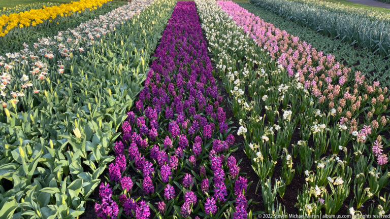 Deep purple hyacinth row stretching between parallel pale flower beds and green bulb plantings.