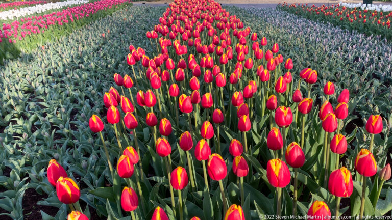 Cluster of red tulips with narrow yellow petal edges rising above dense green bulb foliage.