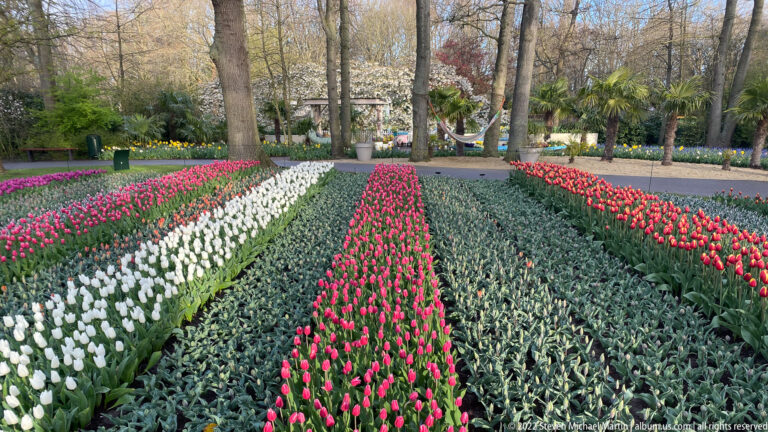 Long formal beds of white, pink, and red tulips separated by green bulb foliage beneath mature trees.