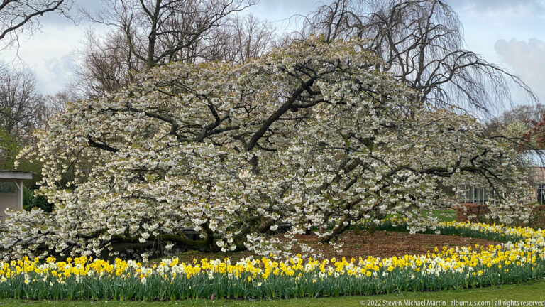 Wide white-blossoming tree with twisting branches above yellow-and-white daffodils, with a taller weeping tree behind.