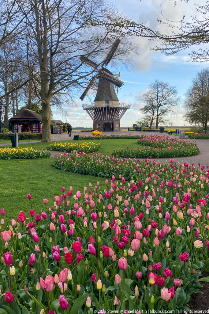 Keukenhof windmill in the middle distance beyond broad pink and red tulip beds and open garden space.