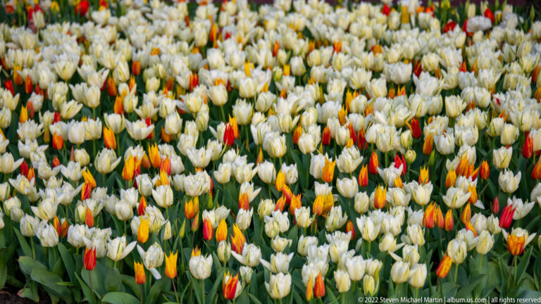Large bed of mostly white tulips dotted with red, orange, and yellow blooms.