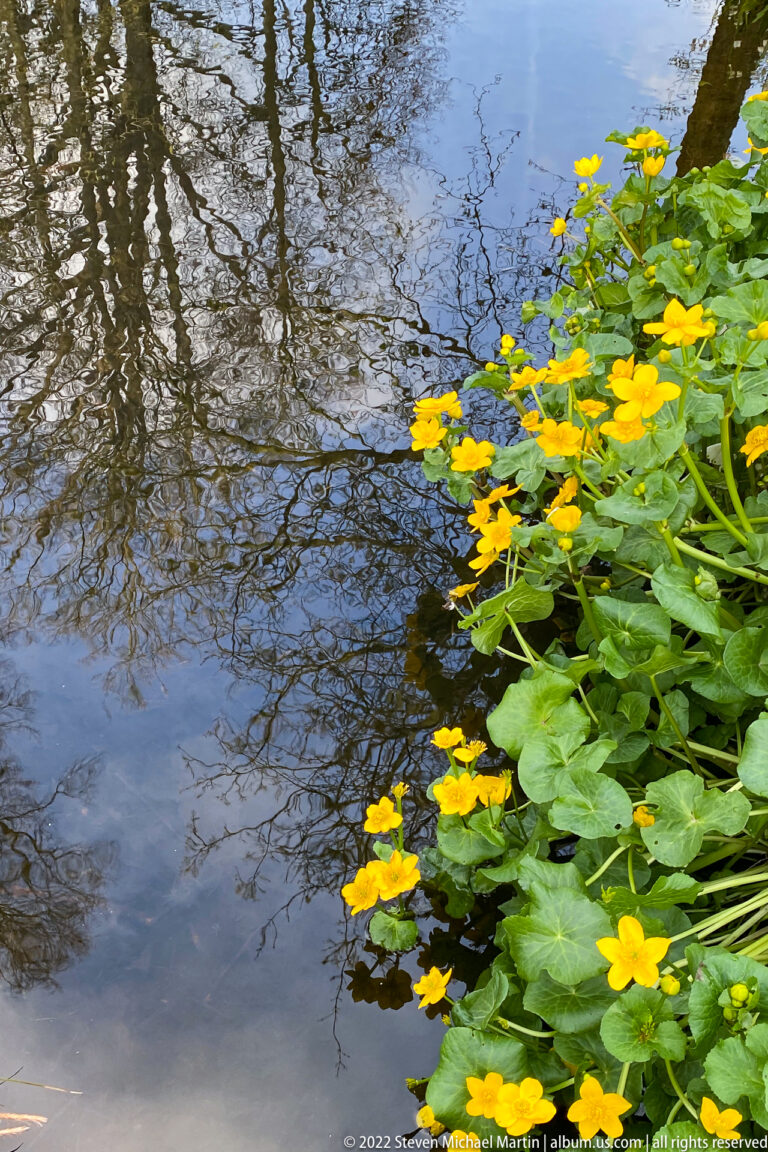 Yellow waterside flowers with rounded green leaves growing along a pond edge beside dark water reflecting bare tree branches.