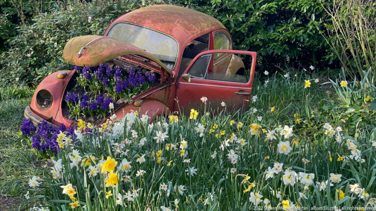 Weathered red Volkswagen Beetle with its door open, purple flowers in the front compartment, and spring bulbs surrounding the car.