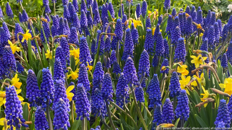 Dense blue grape hyacinths interplanted with taller yellow narcissus flowers in a tightly framed spring bulb bed.