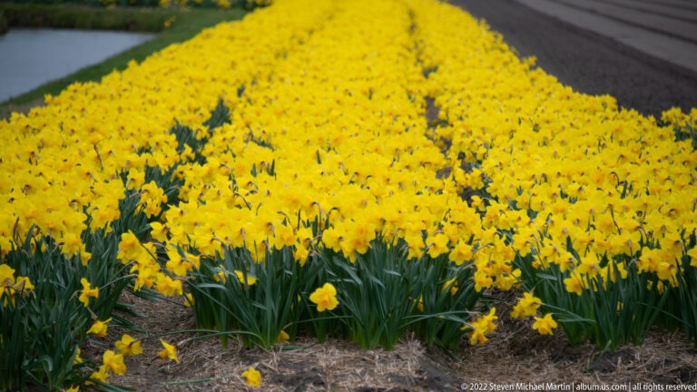 Dense yellow daffodils bloom across a field, with green leaves and a narrow strip of exposed soil in front.