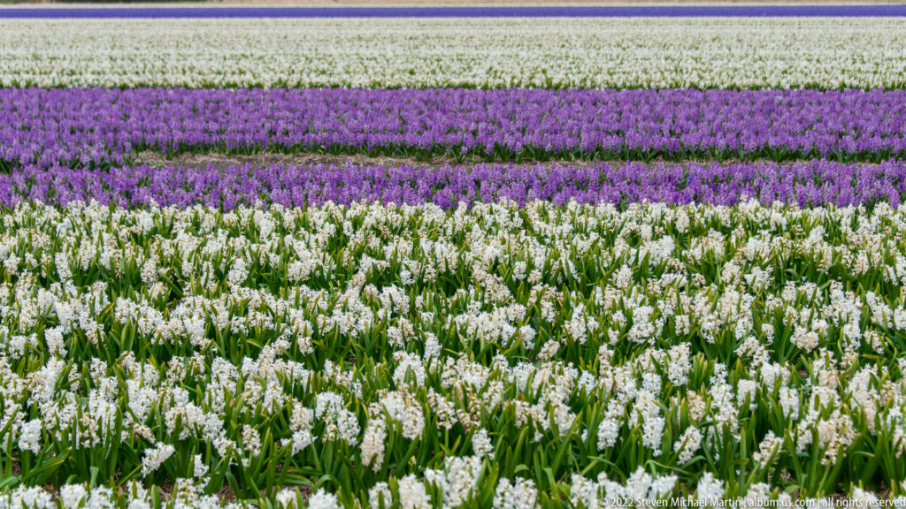 White hyacinths fill the foreground, with alternating purple and white flowering bands extending across the field behind.