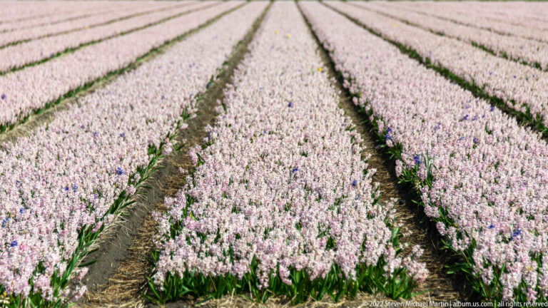 Pale pink hyacinth rows stretch into the distance, separated by narrow dark-soil furrows.