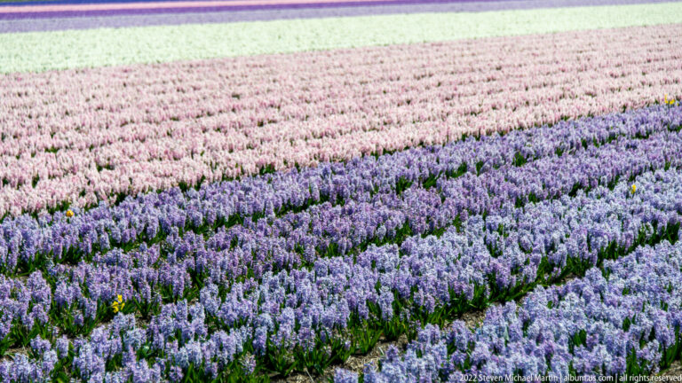 Blue-purple hyacinths fill the foreground beneath broad horizontal bands of pink and pale flowering crops.