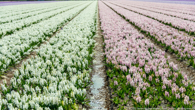 White hyacinths on the left and pale pink hyacinths on the right flank a straight earthen track.