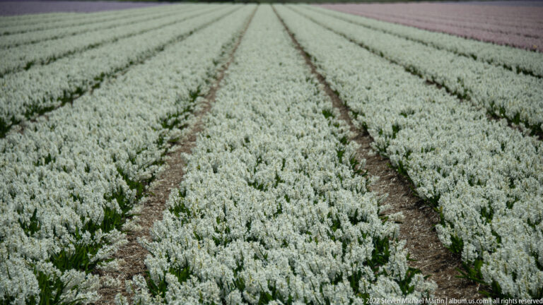 Parallel rows of white hyacinths extend across a field, separated by narrow brown soil furrows.
