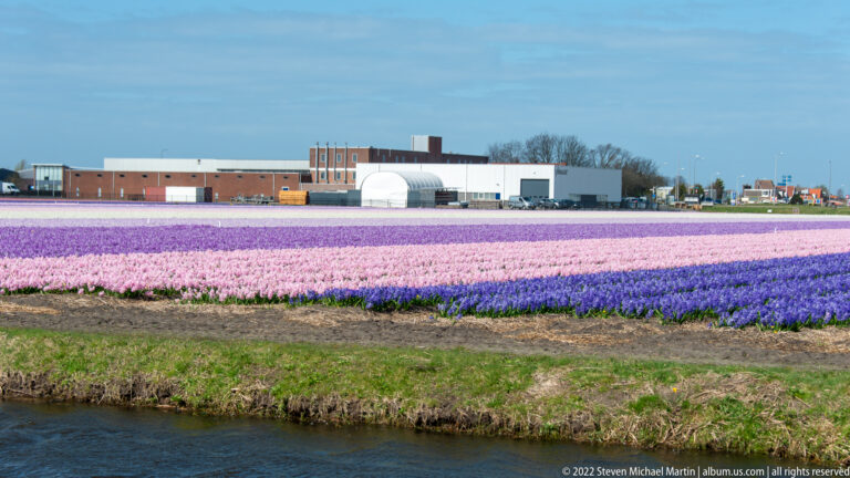 Pink and purple flower fields lie beyond a canal, backed by low industrial and agricultural buildings.