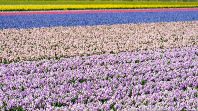 Pink and purple hyacinth bands fill the foreground and middle distance beneath narrow blue, red, and yellow flower strips.