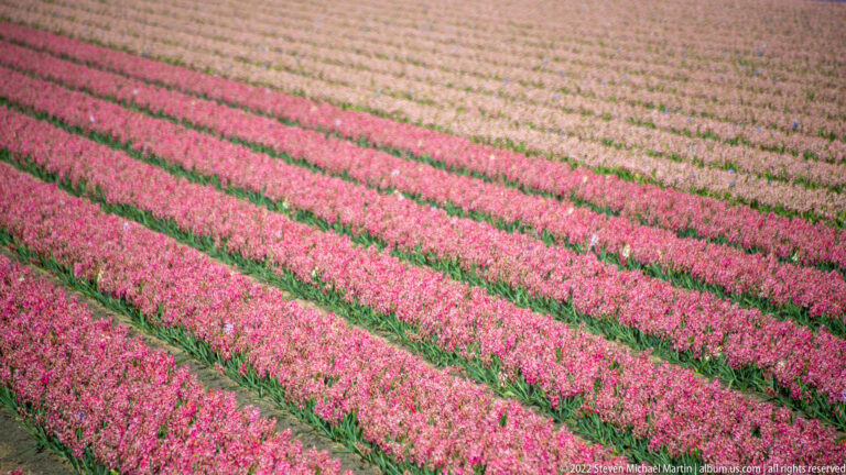 Diagonal rows of vivid pink-red tulips cross the frame, with narrow green strips and a muted field beyond.