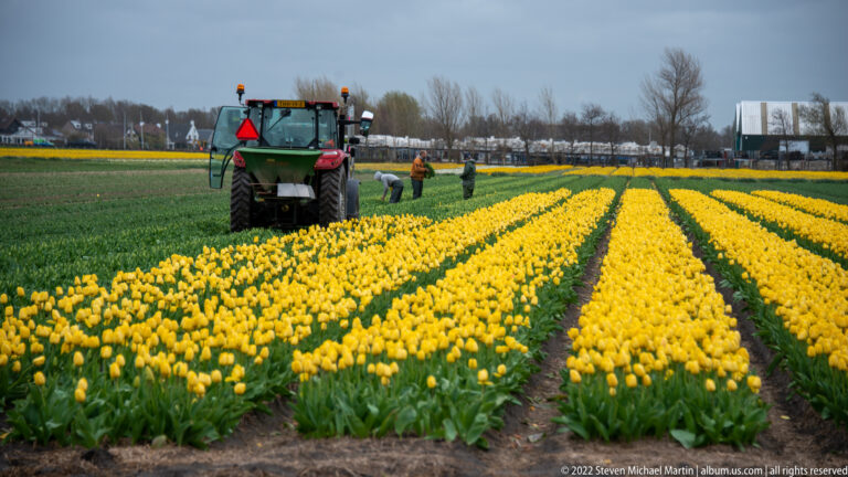 Yellow tulip rows lead toward a tractor and field workers under a gray sky, with farm buildings in the distance.
