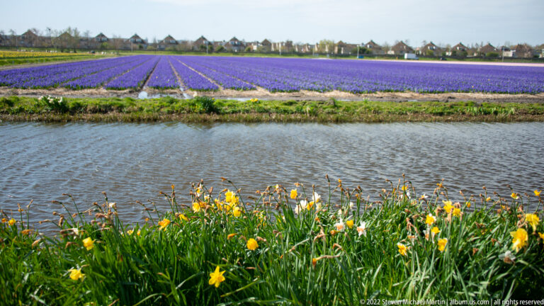 Yellow daffodils line a canal in front of a broad purple flower field and distant houses.