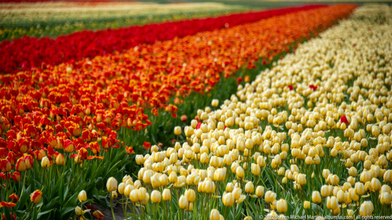 Rows of red-orange and cream tulips curve across a field, with a darker red flower band behind.
