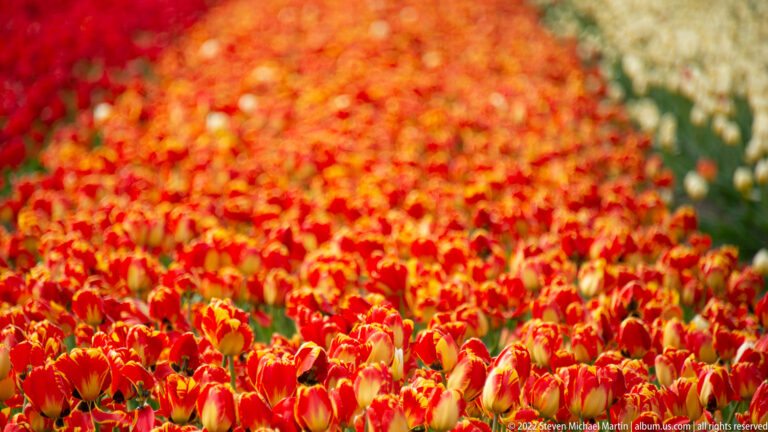 Red-orange tulips with yellow-edged petals fill the frame, becoming progressively softer toward the background.