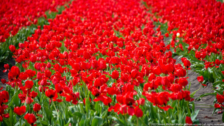 Bright red tulips densely cover a cultivated field, with green leaves and small patches of soil visible between plants.