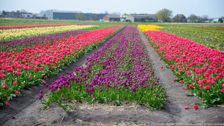 Purple, pink, yellow, and red tulip rows converge toward distant farm buildings between two bare field tracks.