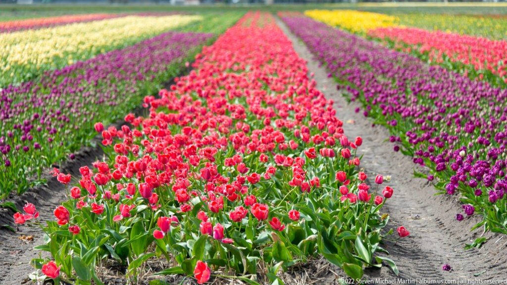 A red tulip row runs toward the horizon between purple beds, with yellow and pink flower rows beyond.