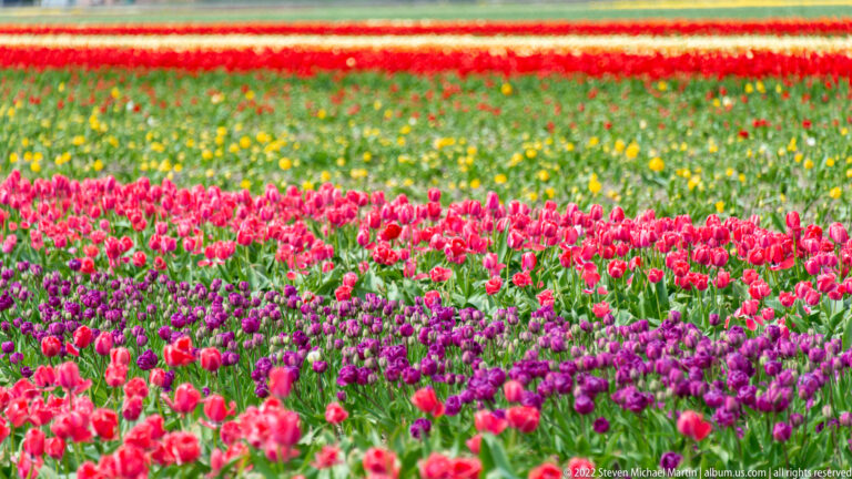 Red and purple tulips fill the foreground beneath mixed yellow-green flowers and distant red and white field bands.