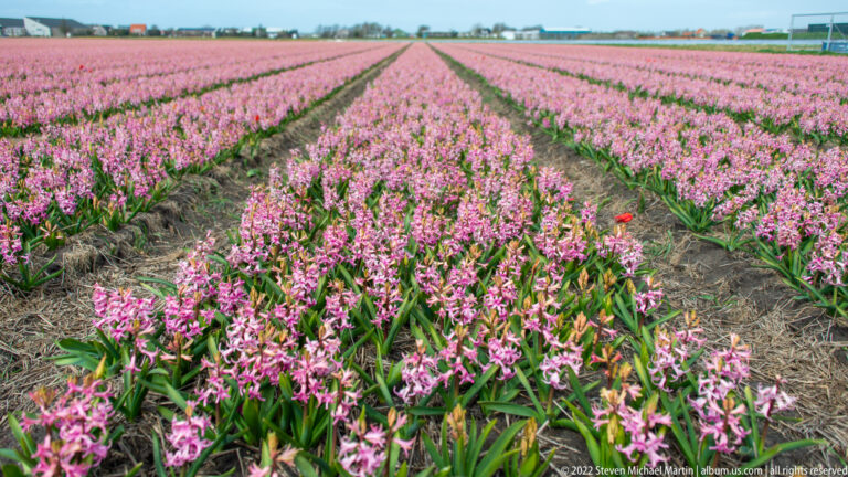 Pale pink hyacinth rows extend into the distance, with one isolated red tulip standing among them.