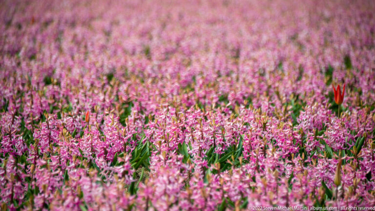Pink hyacinths fill the frame while a single red tulip rises near the right side against the softly blurred field.