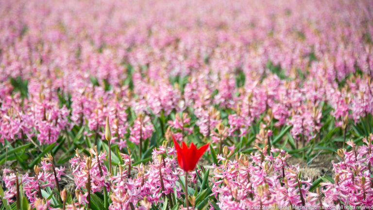 Single red tulip stands among pale pink hyacinths, with the surrounding field softly blurred behind.