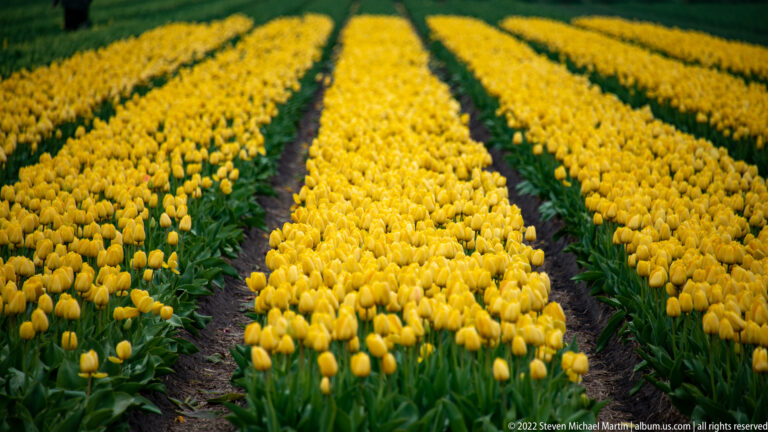 Rows of yellow tulips run diagonally across a cultivated field, separated by dark soil furrows.