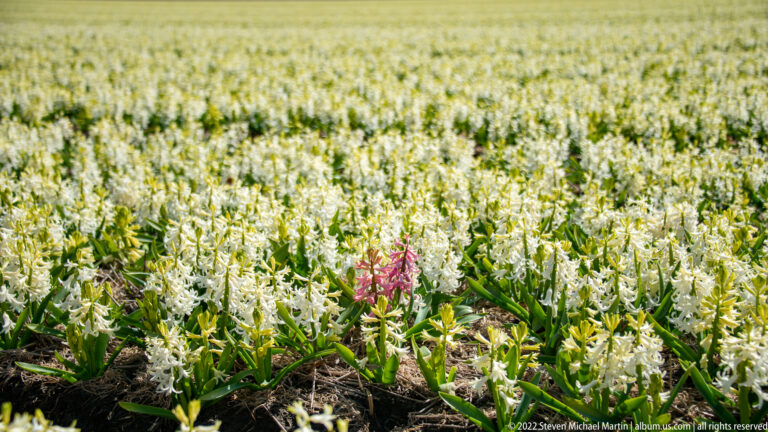 White hyacinths fill a cultivated field, with one pink flower spike standing out in the foreground.
