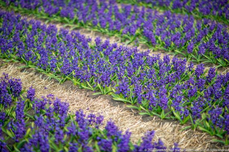 Purple hyacinth rows curve around straw-covered paths, with dense green leaves and flower spikes filling the cultivated field.